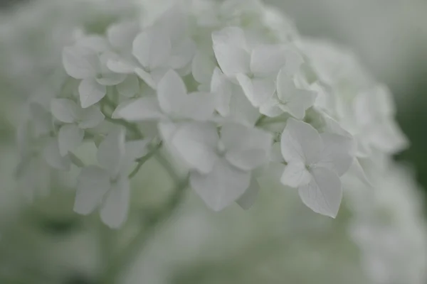 Abstraktní tráva a květiny pro pozadí a design — Stock fotografie