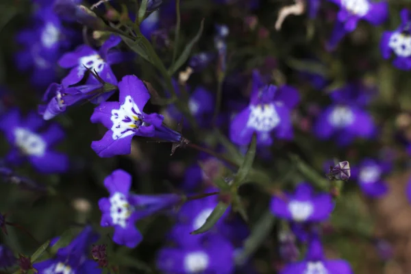 背景和设计抽象花草 — 图库照片