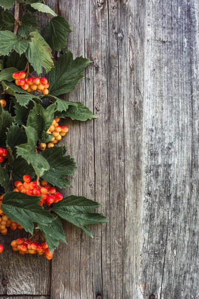 Guelder rose, Gelderse roos, bessen, Midlands — Stockfoto