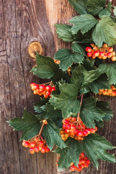 Роза Гелдера, Viburnum opulus, ягоды, Мидлендс — стоковое фото