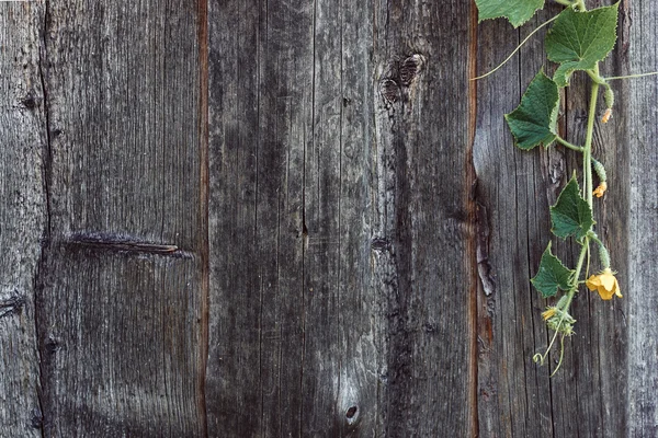 Young Cucumber in the garden — Stock Photo, Image