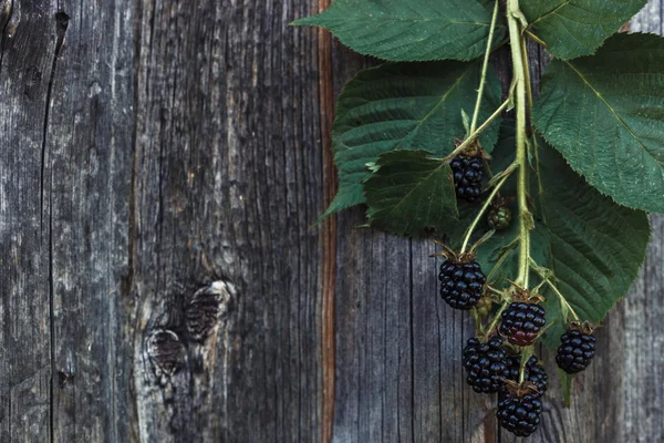 Verse bramen in een tuin — Stockfoto