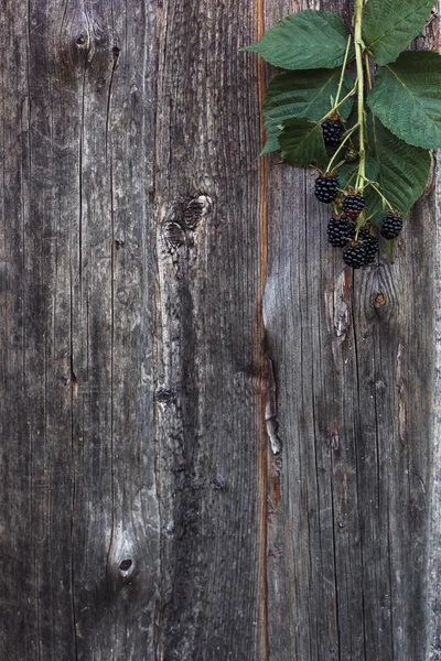 Verse bramen in een tuin — Stockfoto