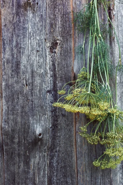 Flores e caules de endro em uma superfície de madeira — Fotografia de Stock