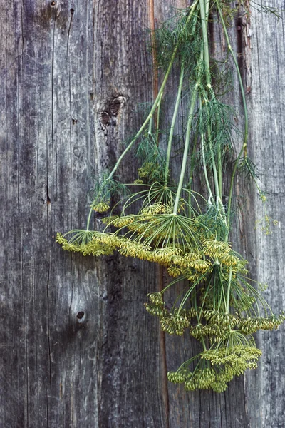 Άνθη και μίσχους άνηθο σε μια ξύλινη επιφάνεια — Φωτογραφία Αρχείου