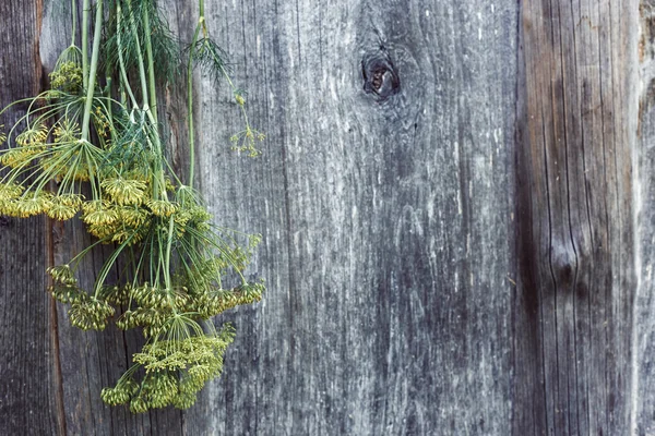 Flores e caules de endro em uma superfície de madeira — Fotografia de Stock