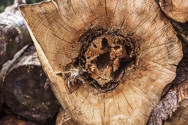 나무 그 루터 기 배경 — 스톡 사진