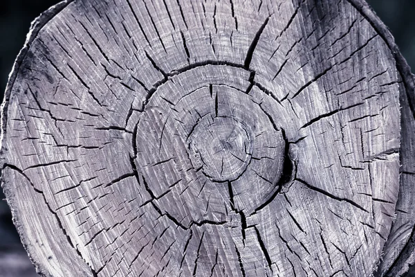 Tree stump background — Stock Photo, Image