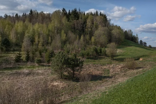 Лес дикой природы и голубое небо с облаками — стоковое фото