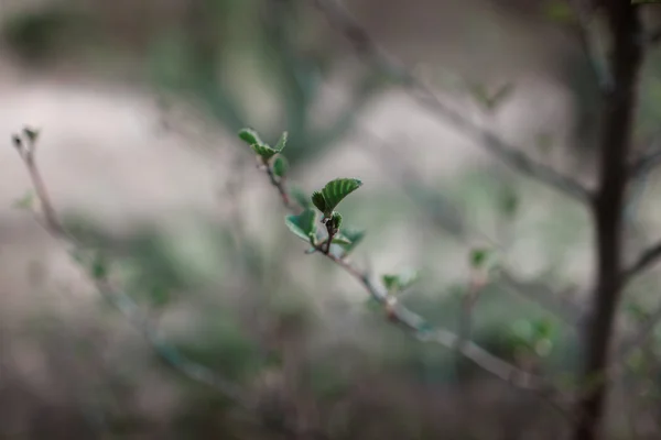 Primavera despertar árboles, hojas jóvenes y brotes —  Fotos de Stock