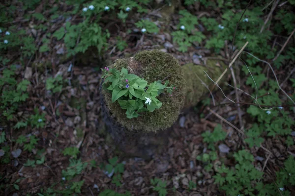 Старий гнилий пень в моху і білих весняних лісових квітах — стокове фото
