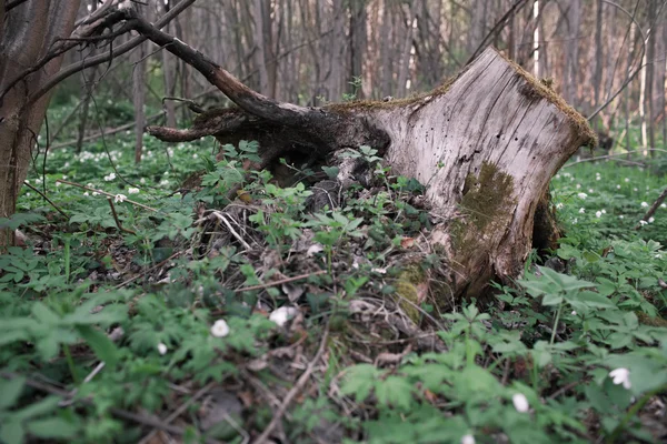 이끼와 흰 봄 숲 꽃에 오래 된 썩은 나무 그 루터 기 — 스톡 사진