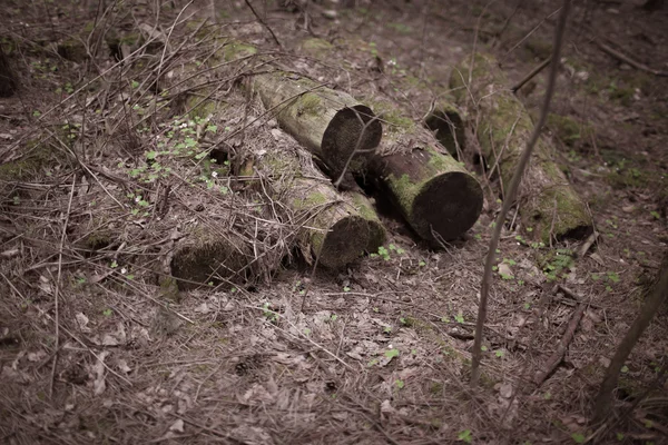 Een logboek in het bos — Stockfoto