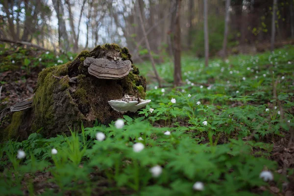 Velho tronco de árvore podre no musgo e flores brancas da floresta primavera — Fotografia de Stock