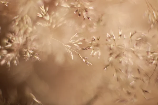 Abstract grass and flowers for background and design — Stock Photo, Image