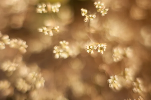 Abstract grass and flowers for background and design — Stock Photo, Image