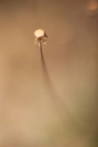 Abstract grass and flowers for background and design — Stock Photo, Image