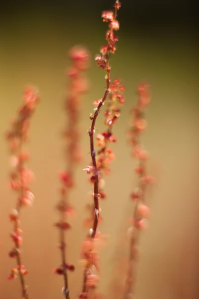 Grama abstrata e flores para fundo e design — Fotografia de Stock