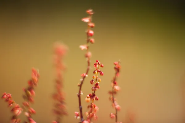 Абстрактные трава и цветы для фона и дизайна — стоковое фото