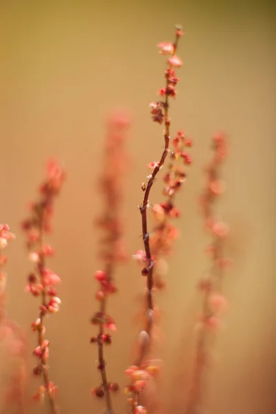 Grama abstrata e flores para fundo e design — Fotografia de Stock