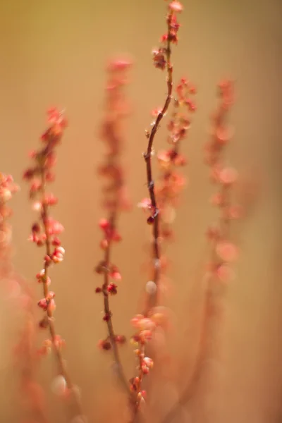 Abstract grass and flowers for background and design — Stock Photo, Image