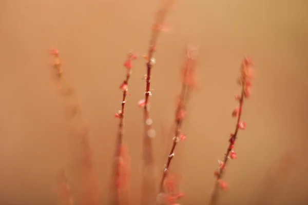 Abstract grass and flowers for background and design — Stock Photo, Image