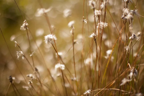 Abstraktes Gras und Blumen für Hintergrund und Design — Stockfoto