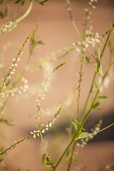 Grama abstrata e flores para fundo e design — Fotografia de Stock