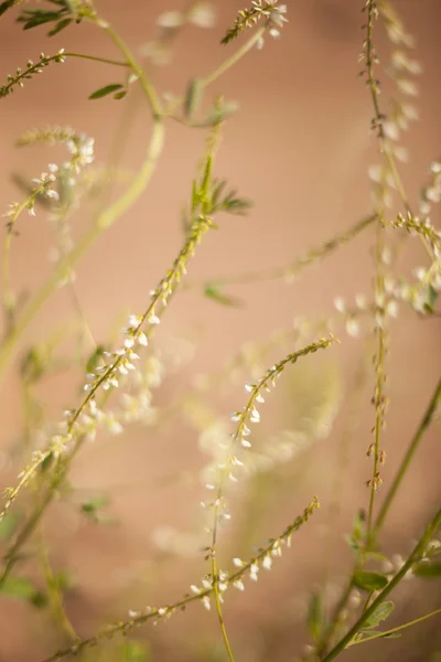 Grama abstrata e flores para fundo e design — Fotografia de Stock