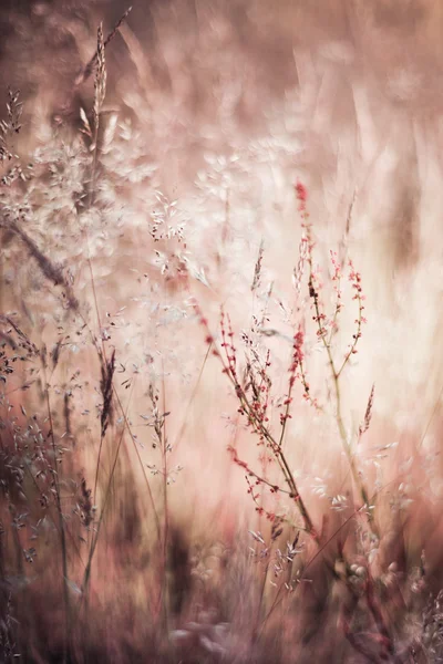 Abstract grass and flowers for background and design — Stock Photo, Image