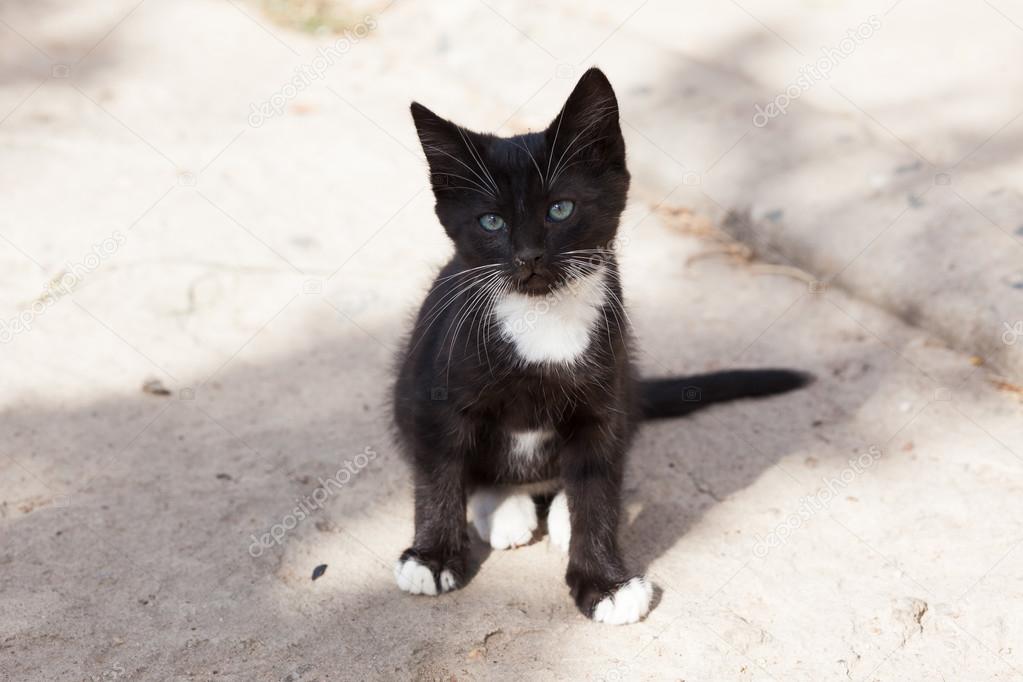Playful little black kitten with white paws Stock Photo by