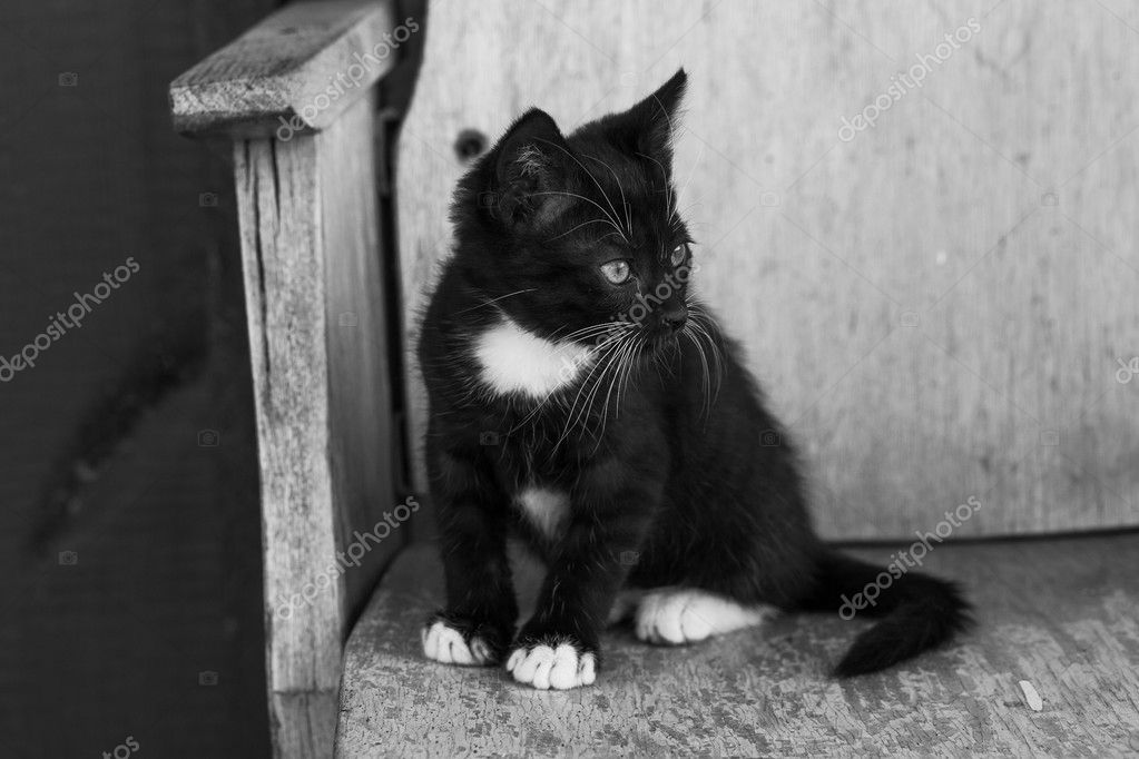 black cat with white paws
