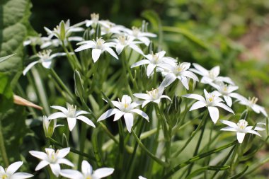 soyut çim ve çiçek için arka plan ve tasarım