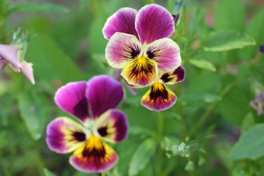 soyut çim ve çiçek için arka plan ve tasarım