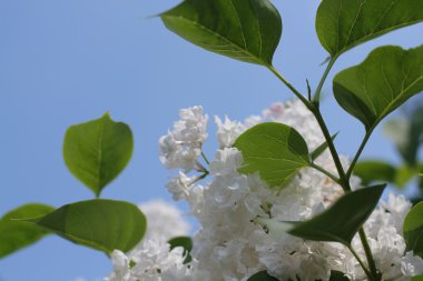 soyut çim ve çiçek için arka plan ve tasarım