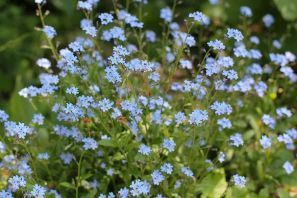 Herbe abstraite et fleurs pour le fond et le design — Photo