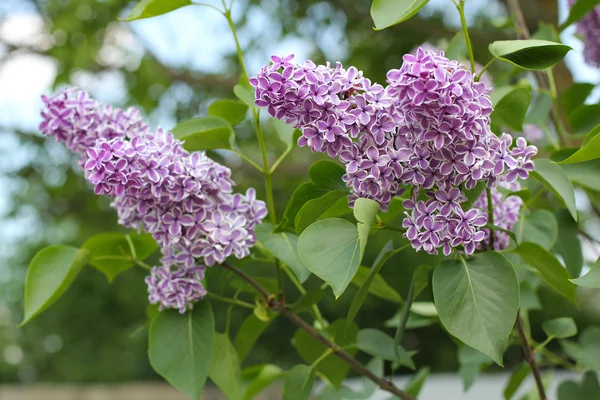 Abstrakt gräs och blommor för bakgrund och design — Stockfoto