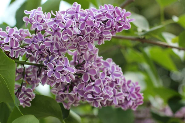 Abstrakt gräs och blommor för bakgrund och design — Stockfoto