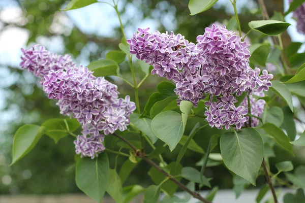 Abstrakt gräs och blommor för bakgrund och design — Stockfoto