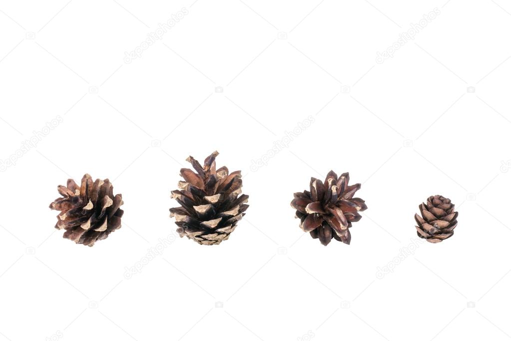 pine cones of different sizes on a white background
