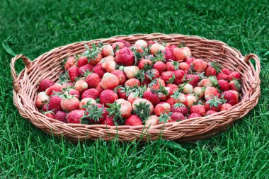 Yeşil çimenlerin üzerinde bir sepet içinde sulu olgun kırmızı çilek