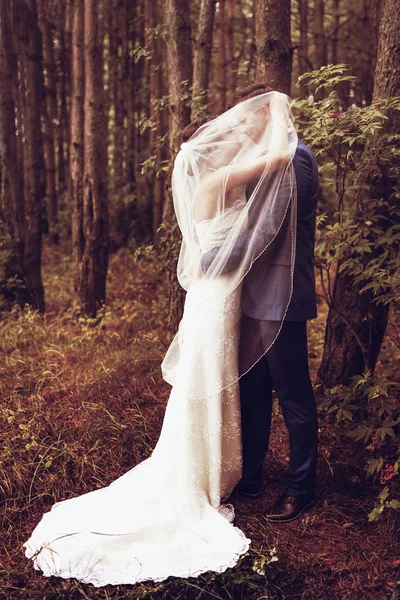 Casamento natureza caminha na floresta e no campo com orelhas — Fotografia de Stock