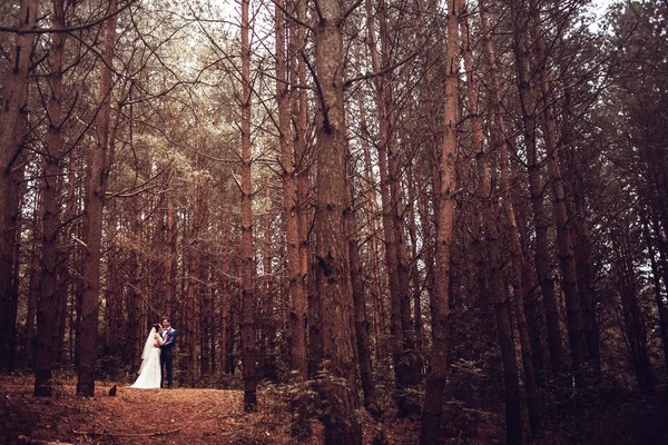 Casamento natureza caminha na floresta e no campo com orelhas — Fotografia de Stock