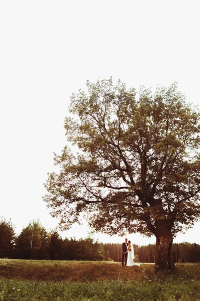 Wedding nature walks in the woods and in the field with ears — Stock Photo, Image