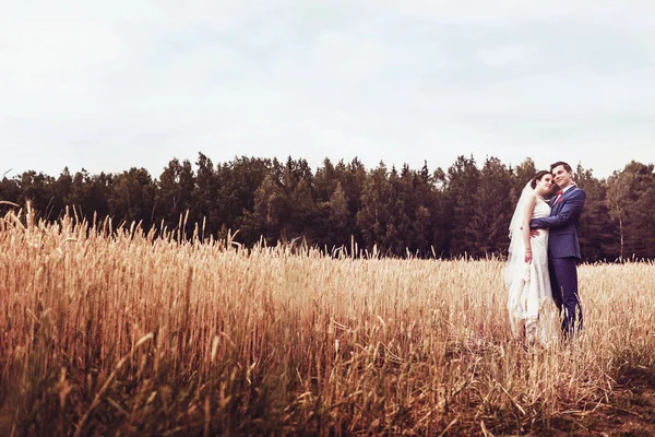 Casamento natureza caminha na floresta e no campo com orelhas — Fotografia de Stock