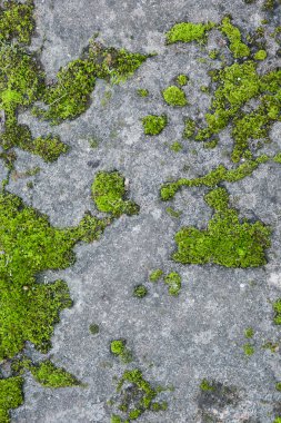 eski duvarda moss