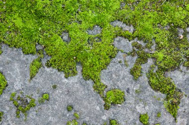 eski duvarda moss