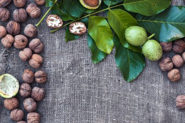 Yeşil ve olgun ceviz. Ceviz yaprakları. Metin için yer