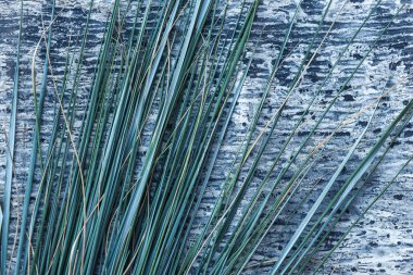 Çimen grup. Metin için yer