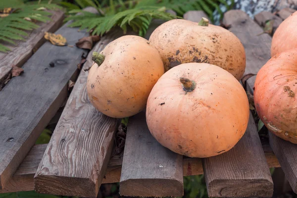 Autumn pumpkins with leaves on wooden board. Raw Organic Pumpkin Seeds — Stock Photo, Image